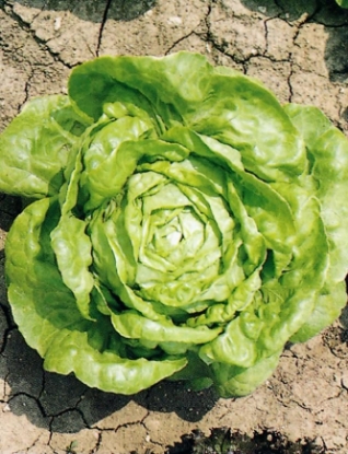 Picture of Lettuce Arctic King